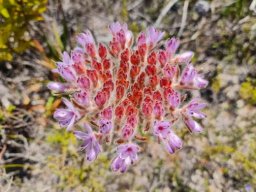 Dilatris corymbosa buds